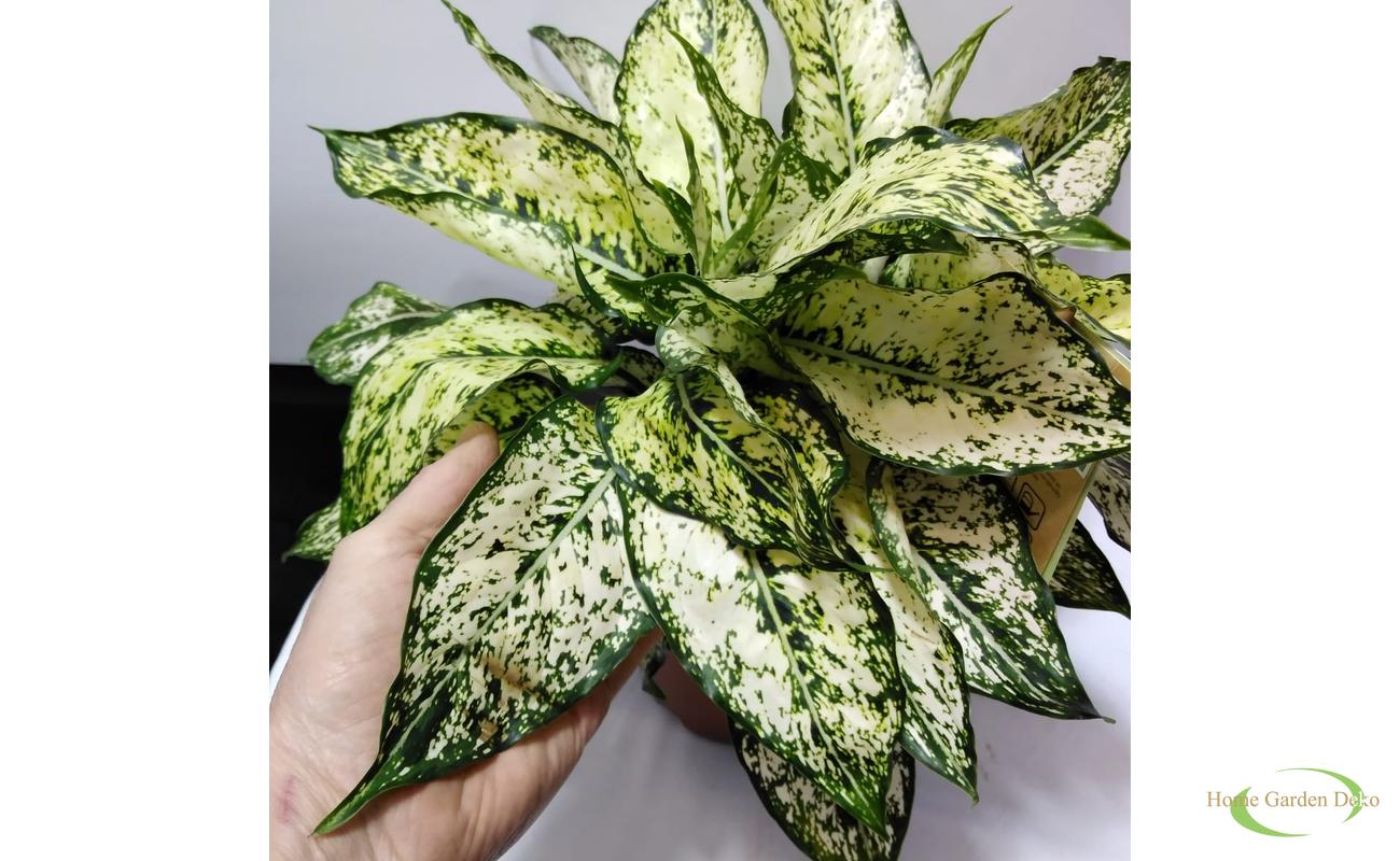  Aglaonema Spring Snow 